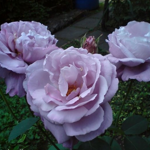Barva sleza z vijolično - Vrtnica čajevka
